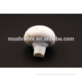 Agaricus Bisporus Extract ;button mushroom; GMP/HACCP Certificate;edible and medicinal mushroom